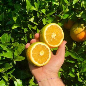 Arance Naveline – Zlaté pomeranče Sicílie (8 kg)