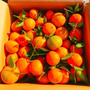 Mandarinky z Etny|Agrume Etna 8kg