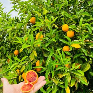 Arance Tarocco Tardivo 8 kg