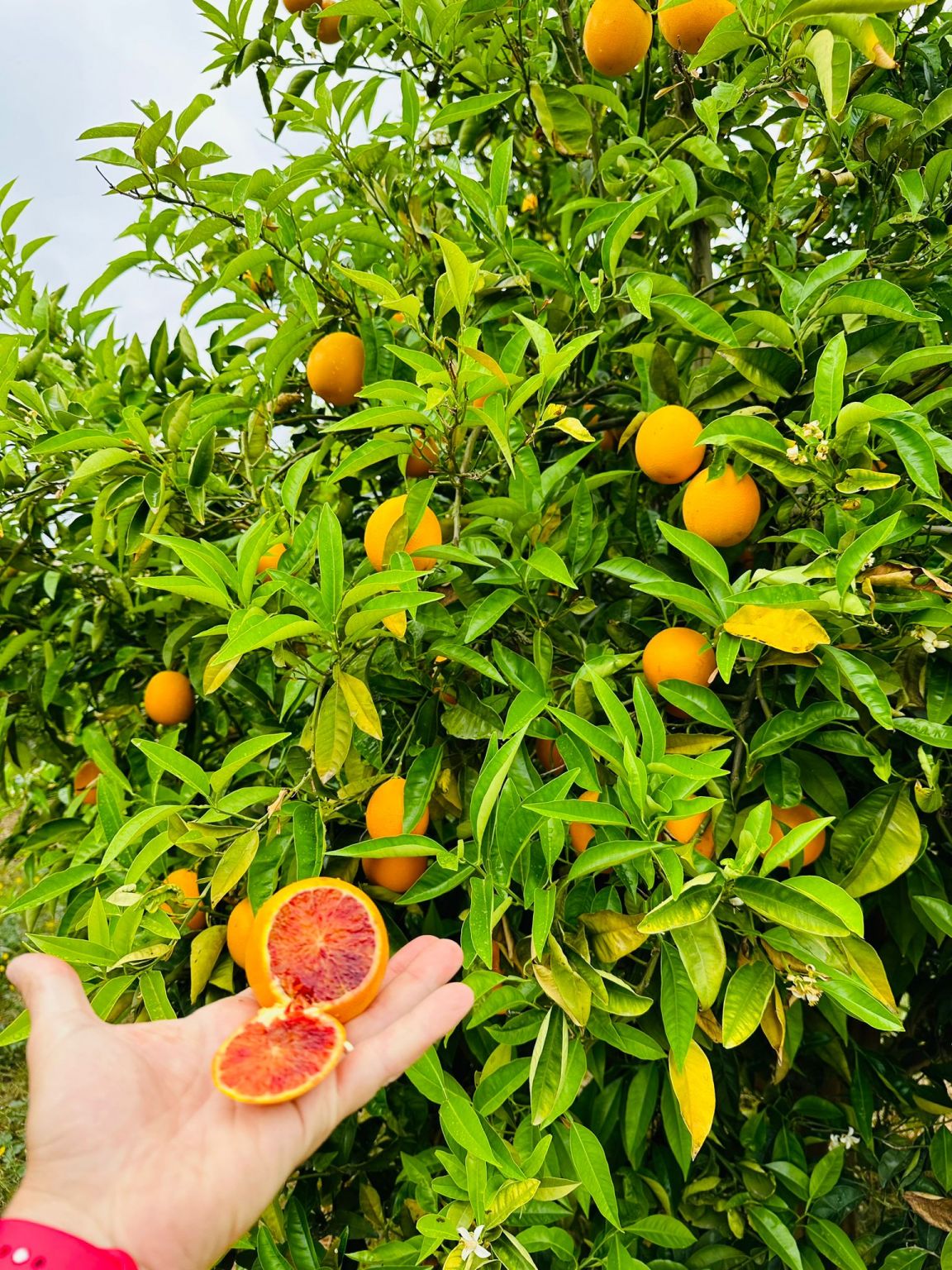 Arance Tarocco Tardivo 8 kg